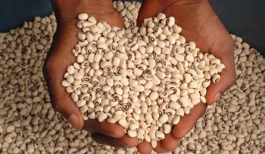 Soya Beans